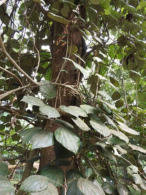 Coscinium fenestratum: image Credit: Wikimedia